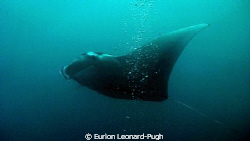 Large (6ft+ span) manta ray spotted near the surface, ope... by Eurion Leonard-Pugh 